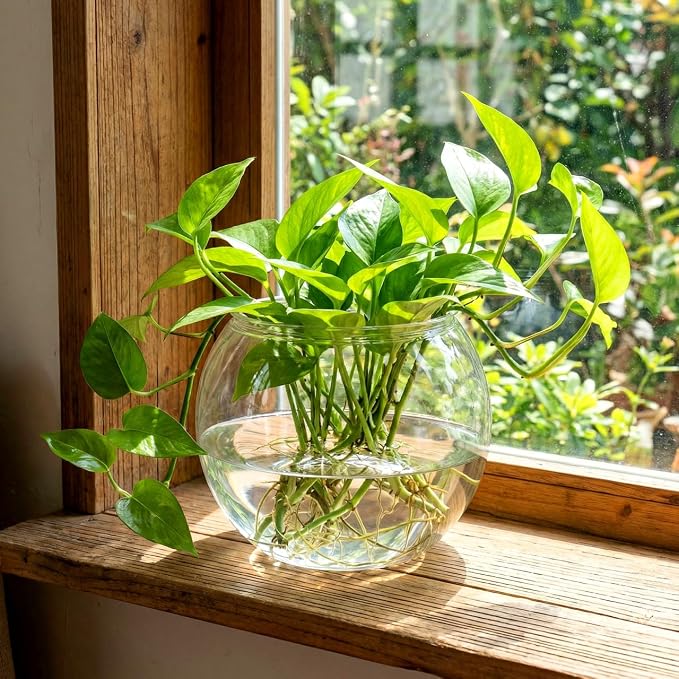 Mipcase Transparent Plastic Fish Tank Globe 5.90 in Desktop Fish Bowl for Home Office Unbreakable Tank Decor Round Aquarium Style Tabletop Display