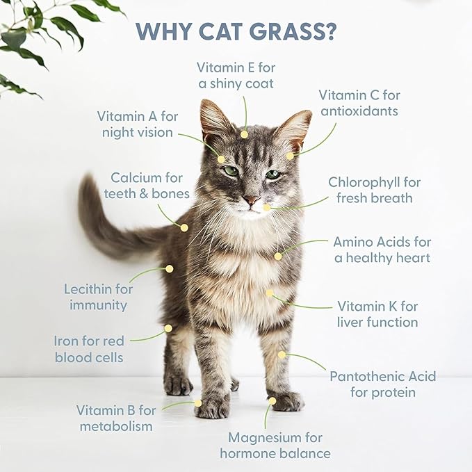 The Cat Ladies 100% Organic Cat Grass Seed (Non GMO) 8oz