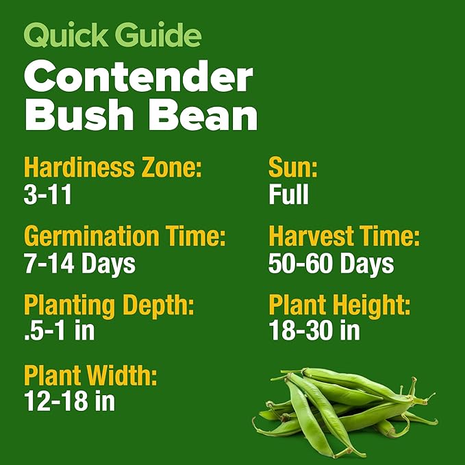 HOME GROWN Contender Bush Bean Seeds 28+ Heirloom Non-GMO, High Germination, Stringless Green Beans for Planting, Early Harvest, Emergency Food Supply, Fresh Eating & Canning (Phaseolus vulgaris)