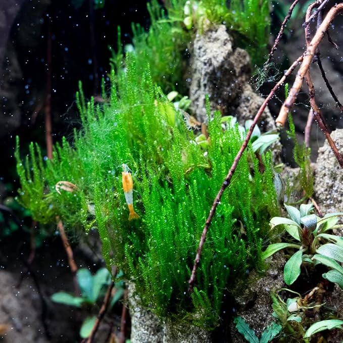 Live Aquarium Plants on Driftwood, Lava Rock, Moss, Fiber Mat - Freshwater Fish Tanks - Easy, Beginner Friendly (Flame Moss on Stainless Steel, (5 Pack))