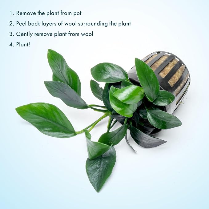Anubias Live Aquarium Plants - Potted Freshwater Plant for Fish Tanks, Terrariums - Beginner Friendly Low Light (Spear Leaf, 1 Pot)