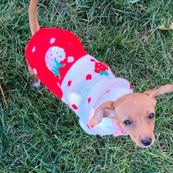 CHBORCHICEN Pet Dog Sweaters Classic Knitwear Turtleneck Winter Warm Puppy Clothing Cute Strawberry and Heart Doggie Sweater (Red1, Small)