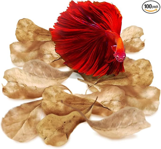 SunGrow 100 pcs Catappa Indian Almond Leaves for Betta Fish Tank Aquarium, 2” Water Conditioner Leaves, Leaf Also Suitable for Shrimp, Goldfish, Guppy and Frogs