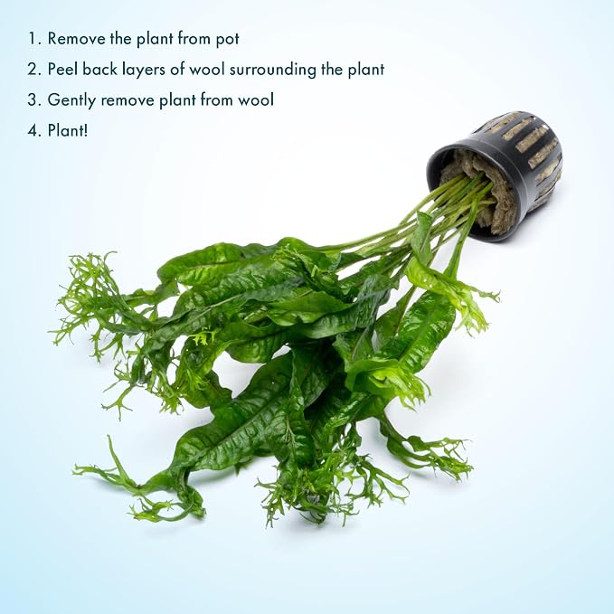 Java Fern Live Aquarium Plants - Potted Freshwater Plant for Fish Tanks - Beginner Friendly, Low Light (Windelov, 3 Pots)