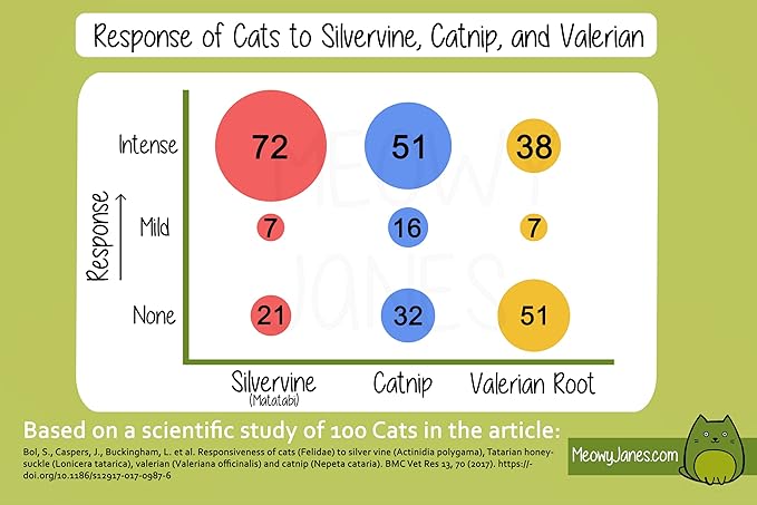 Meowy Janes Matatabi Chew Sticks 2.0 - Silvervine Powder Coated Vine - Natural Cat Toy and Cat Treat