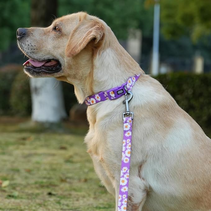 Dog Collar and Leash Set, Cute Daisy Pattern, Polyester Material, 5ft Leash, for Medium Dogs.(Medium,Purple Daisy)