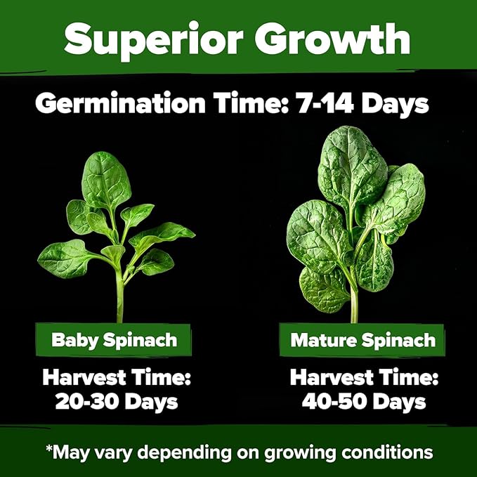 HOME GROWN Bloomsdale Spinach Seeds 704+ Heirloom Non-GMO Seeds for Planting, High Germination, Cold Hardy Dark Green Savoy Leaf, Nutritious Superfood, Indoor Outdoor Garden (Spinacia oleracea)