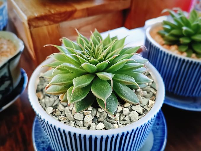 Boniosz 5lb Succulents and Cactus Green Zeolite, Décor & Additive Rocks, Natural Decorative Gravel for Bonsai, Fairy Gardening, DIY Projects, Vases Fillers, Terrarium