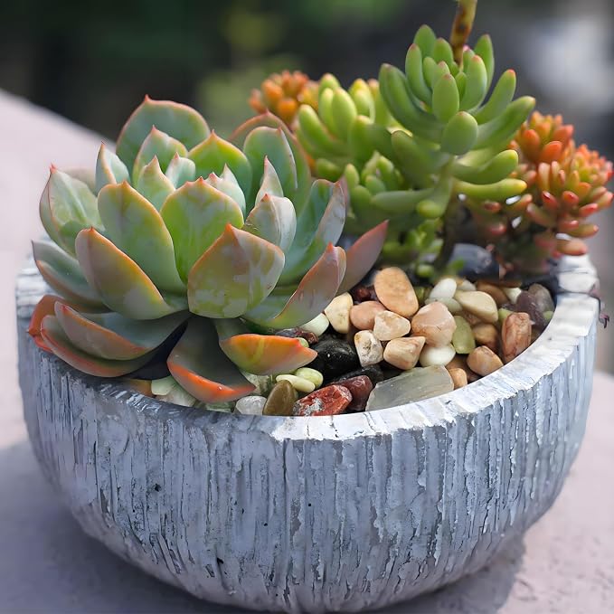 FANTIAN 10 lbs Small Succulent Rocks, 3/8 Inch Colorful Polished Pebbles for Indoor Plants. Decorative Rocks for Plants Indoor, Vases, Planters Aquarium and Outdoor Landscaping Garden (Pack of 2)