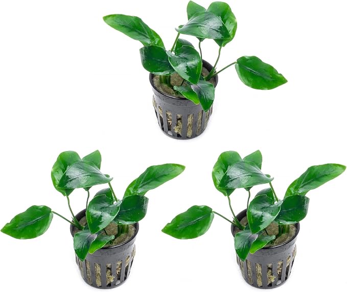 Anubias Live Aquarium Plants - Potted Freshwater Plant for Fish Tanks, Terrariums - Beginner Friendly Low Light (Nana, 3 Pots)