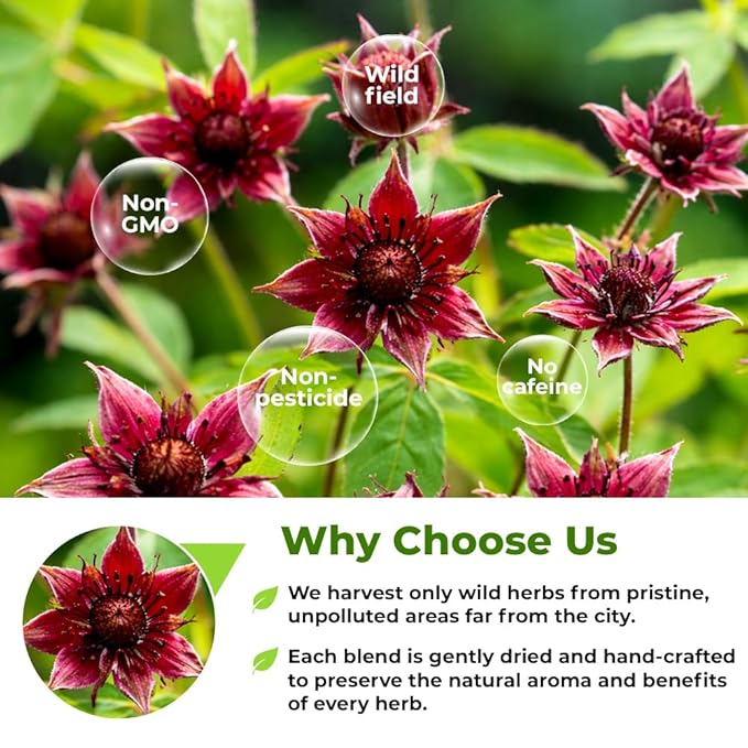 1.8 oz Cinquefoil Herb Dried Five Finger Grass Herb Potentilla Palustris Tea (Comarum Palustre L.) - 50g Sabelnik Herbal Tea