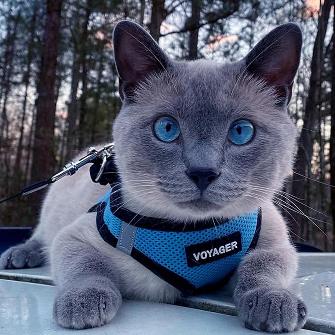 Best Pet Supplies Voyager Step-in Air All Weather Mesh Harness and Reflective Dog 5ft Leash Combo with Neoprene Handle, for Small, Medium and Large Breed Puppies - Baby Blue/Black Trim, X-Large