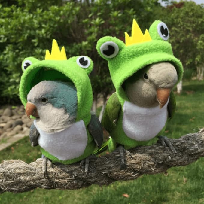 Bird Diaper Flight Suit Frog Shape Hoodie Clothes Cosplay Photo Prop for Parrots Parakeet Cockatiel Sun Conure, Small Animals Apparel (Green With Diaper, Medium)