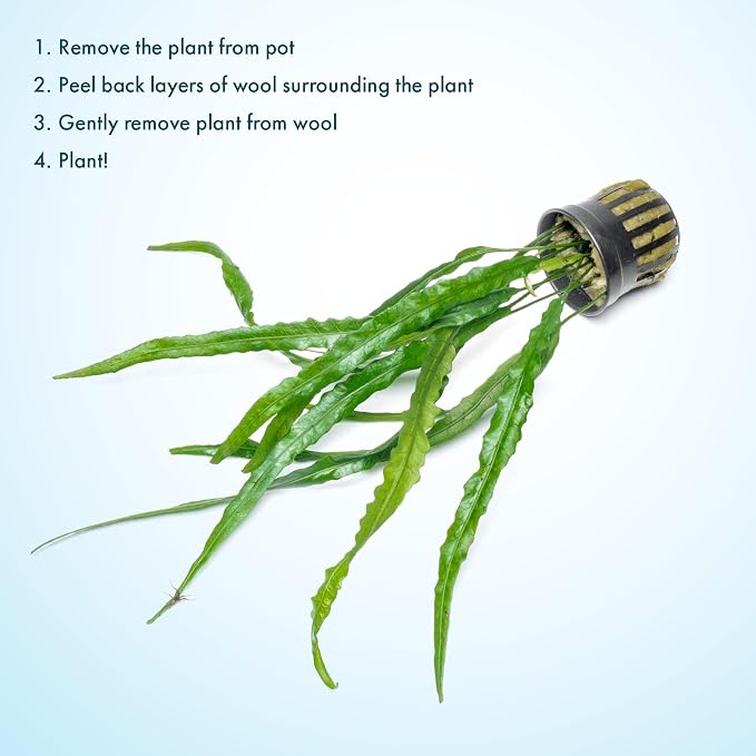 Java Fern Live Aquarium Plants - Potted Freshwater Plant for Fish Tanks - Beginner Friendly, Low Light (Needle Leaf, 3 Pots)