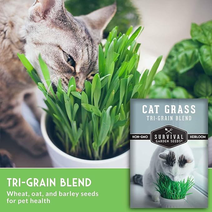 Cat Grass Seeds for Planting – Grow Pet Greens Indoors or Outdoors – Heirloom Non-GMO Tri Grain Blend – Survival Garden Seeds (2 Pack, Seed Only)