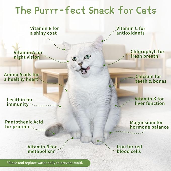 Hydroponic Cat Grass Grow Kit with 5 Pack Non GMO Wheat Seeds, Cat Grass for Indoor Cats, Organic Grass Growing Kit, Soil-Free Planter, Perfect for Beginners, Cats Gifts