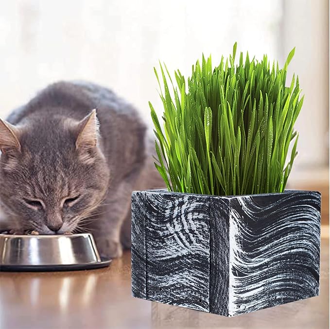 Cat Grass for Indoor Cats - Christmas Organic Cat Grass Kit: 4.25" Square Planter with Organic Seeds, Soil Pucks, Hand Made in the USA (Green Gold)