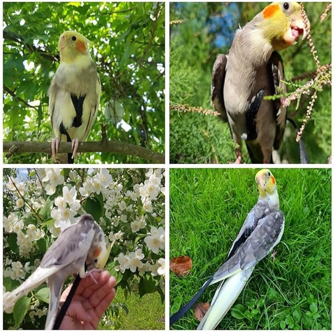 Adjustable Bird Harness and Leash,Anti-Escape Durable Nylon Parrot Harness, Flying Training Rope Parrot Leash for Small Medium Large Breed Parrots Fits Chest Under 18.5'', Purple S