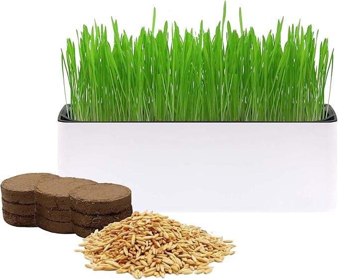 Cat Grass for Indoor Cats with Organic Cat Grass Seed Mix - Rectangular Planter | Fresh Indoor Cat Grass Garden | Perfect for Cats, Dogs & Small Pets