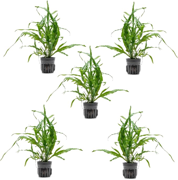 Java Fern Live Aquarium Plants - Potted Freshwater Plant for Fish Tanks - Beginner Friendly, Low Light (Trident, 5 Pots)
