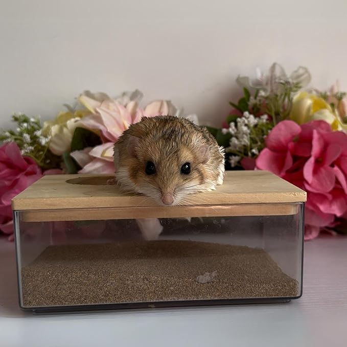 Exotic Nutrition Acrylic Sand Bath House - Fun & Unique Cage Accessory for Hamsters, Gerbils, Chinchillas, and Degus (Large)
