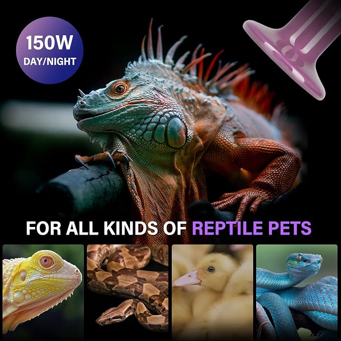 Simple Deluxe 150W 2-Pack Ceramic Heat Emitter Reptile Heat Bulb No Light, LCD Digital Aquarium Thermometer, for Reptile Amphibian, 4 Pack, Purple