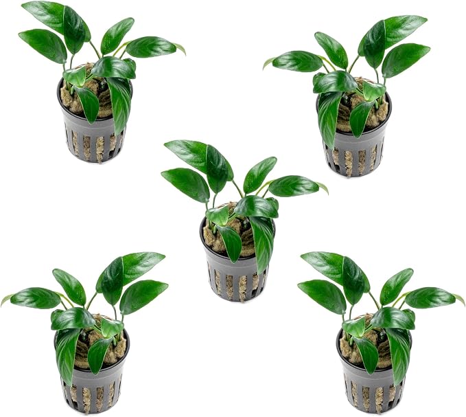 Anubias Live Aquarium Plants - Potted Freshwater Plant for Fish Tanks, Terrariums - Beginner Friendly Low Light (Congensis Mini, 5 Pots)