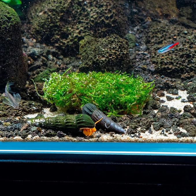 Live Planted Decor - Christmas Moss (Vesicularia montagnei) on Clay - Low Light, Green Accent Freshwater Aquatic Plant, Foreground to Midground Placement for Aquascaping - 1 Pack