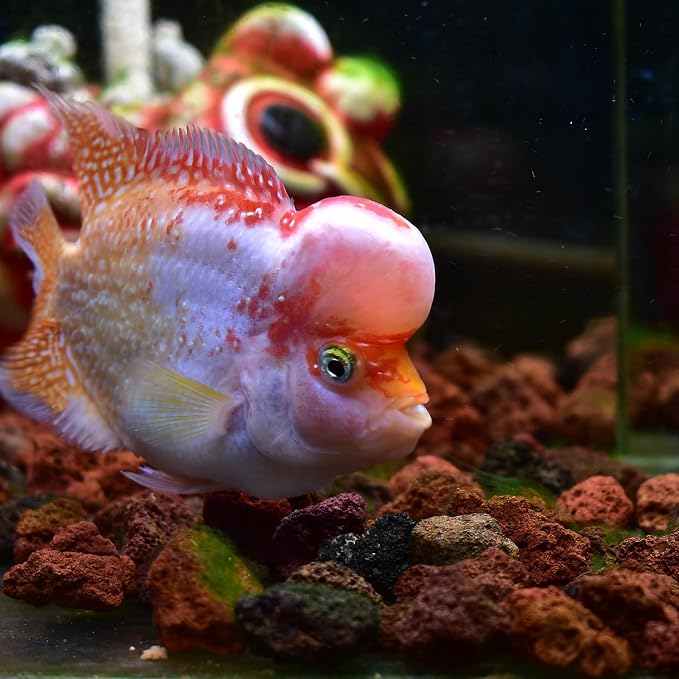 About 120 PackAquarium Red Lava Rock Fish Tank Volcanic Pumice Stones for Shrimp Betta(1''-1.2'')