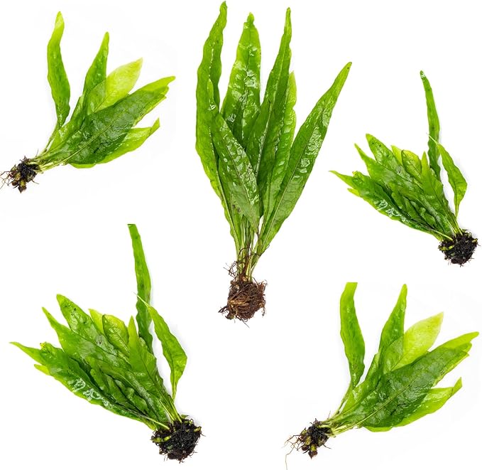 Java Fern Live Aquarium Plants - Freshwater Plant for Fish Tanks - Beginner Friendly, Low Light (Java Fern, Bare Root (5 Pieces))