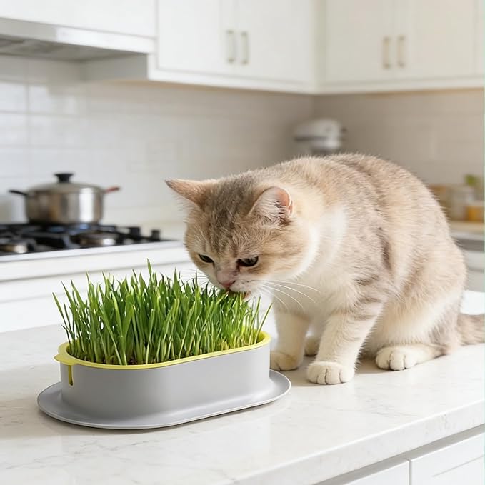 Cat Grass Planter - 3pcs Hydroponic Cat Grass Growing Kit with Germination Tray - Cat Plant Planting Box Nursery Cat Plant for Pet