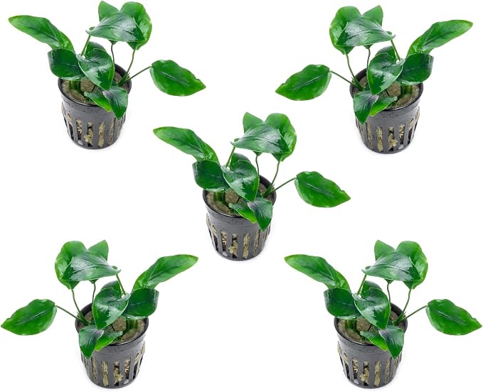 Anubias Live Aquarium Plants - Potted Freshwater Plant for Fish Tanks, Terrariums - Beginner Friendly Low Light (Nana, 5 Pots)