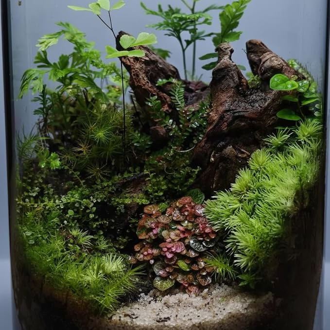 emours Aquarium Driftwood (8–12 in) 2 Pieces Natural Mopani Branches Assorted Size