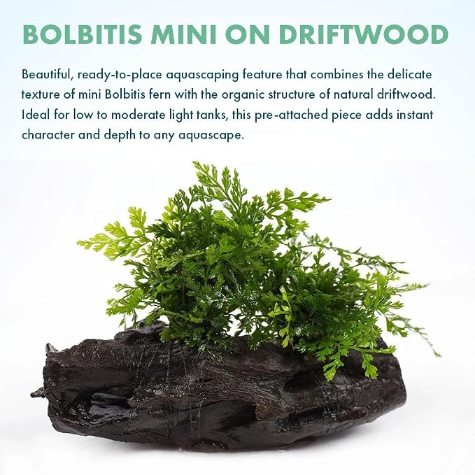 Live Planted Decor - Mini Bolbitis on Driftwood - Light Green Aquatic Plant with Lush Foliage, Foreground to Midground Epiphytic Fern Placement for Aquascaping - Medium, 1 Pack