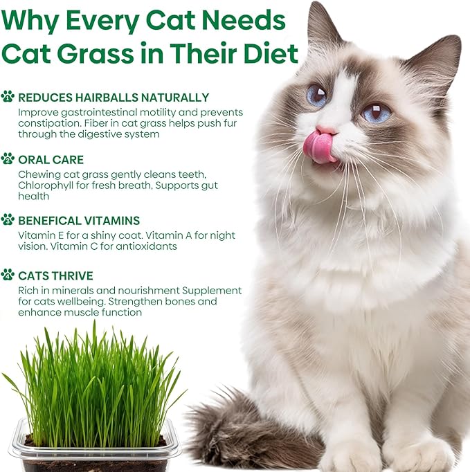 Groundio Cat Grass Seeds, All in 1 Cat Grass Growing Kit for Indoor Cats, Organic Wheat & Oat Seed with 98% High Germination Rate, Heirloom | Non-GMO | Coco Coir | BPA Free Container