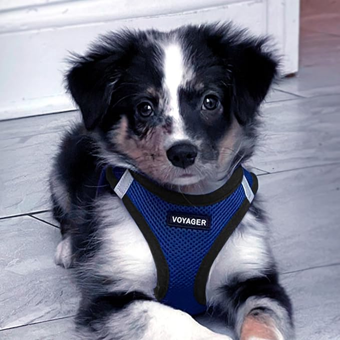 Best Pet Supplies Voyager Step-in Air All Weather Mesh Harness and Reflective Dog 5ft Leash Combo with Neoprene Handle, for Small, Medium and Large Breed Puppies - Royal Blue/Black Trim, X-Small