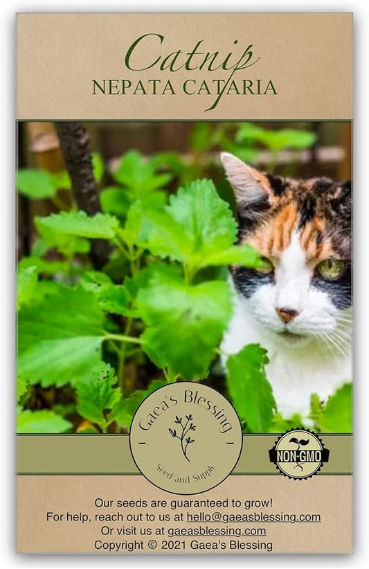 Gaea's Blessing Seeds - Catnip Seeds - Non-GMO Heirloom Seeds Nepata Cataria Open-Pollinated - with Easy to Follow Instructions - 90% Germination Rate