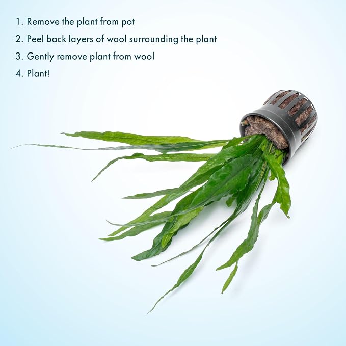 Live Plants - Microsorum Pteropus ‘Narrow’ (Microsorum pteropus) - Low to Medium Light, Deep Green Accent Aquatic Epiphytic Plant, Midground to Background Placement - Pot, 1 Pack