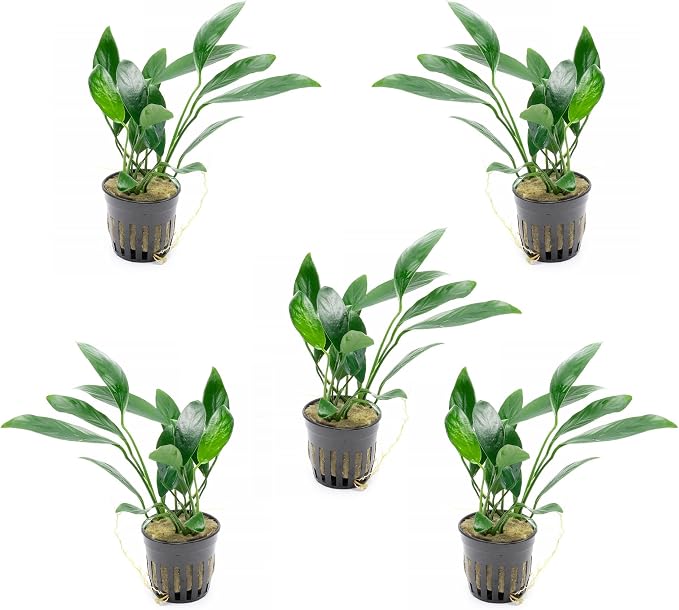 Anubias Live Aquarium Plants - Potted Freshwater Plant for Fish Tanks, Terrariums - Beginner Friendly Low Light (Congensis, 5 Pots)