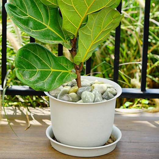40lbs Jade River Rocks for Landscaping, Pebbles for Indoor Plants | 2-3 Inch Outdoor Decorative Stones Vase Filler Fish Tank Aquariums Landscaping Garden Outdoor and Indoor DIY