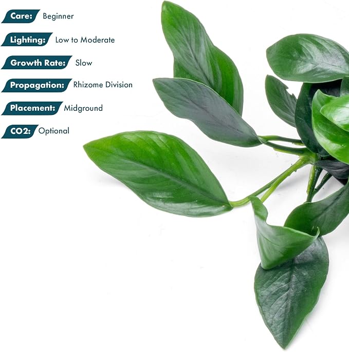 Anubias Live Aquarium Plants - Potted Freshwater Plant for Fish Tanks, Terrariums - Beginner Friendly Low Light (Spear Leaf, 3 Pots)