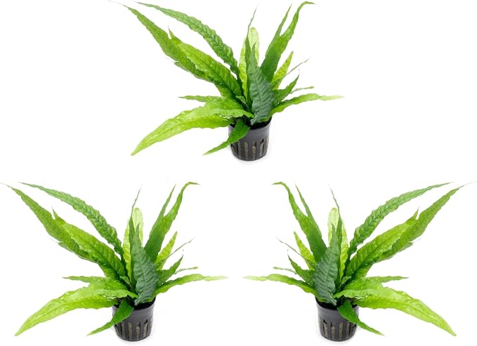 Java Fern Live Aquarium Plants - Potted Freshwater Plant for Fish Tanks - Beginner Friendly, Low Light (Java Fern, 3 Pots)