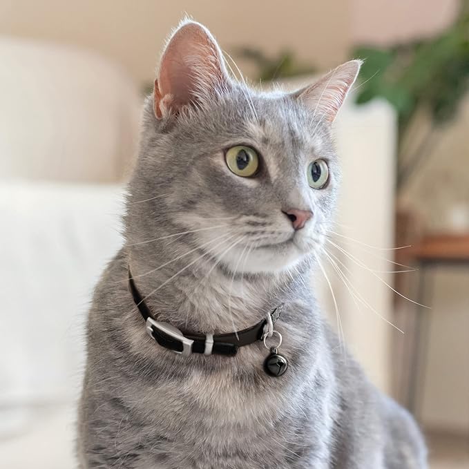 CollarDirect Leather Cat Collar with Removable Bell – Safety Elastic Strap (Breakaway Alternative) – Kitten Collar for Small & Big Boy & Girl Cats