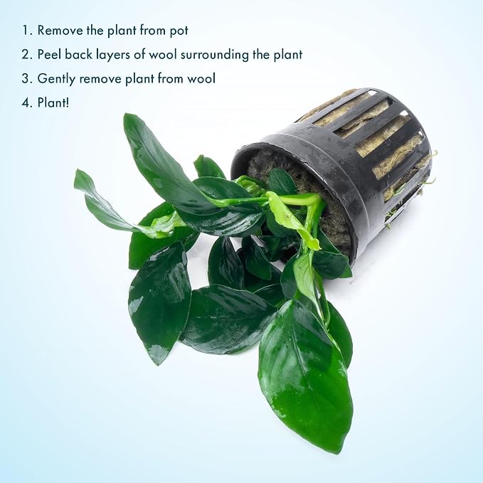 Anubias Live Aquarium Plants - Potted Freshwater Plant for Fish Tanks, Terrariums - Beginner Friendly Low Light (Barteri, 3 Pots)