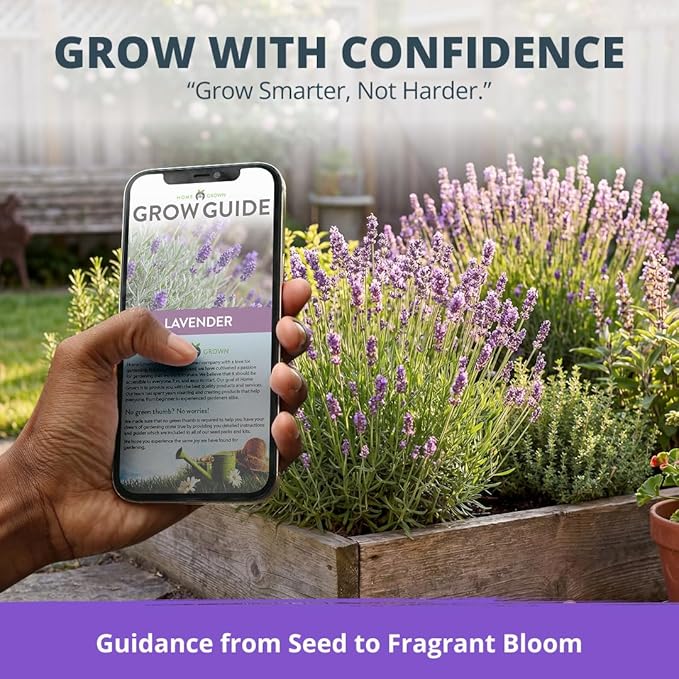 HOME GROWN Non GMO English Lavender Seeds 3,000+ Wildflower Seed for Planting Indoor/Outdoor, High Germination, Plant Flower Seeds (Lavandula antustifolia)