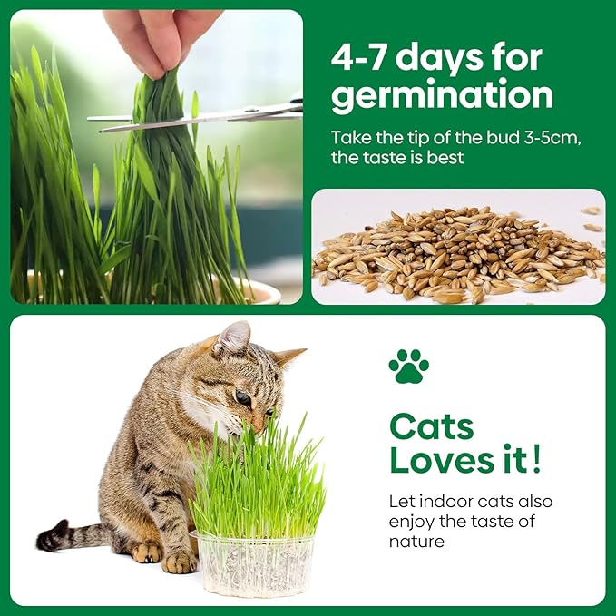 Groundio Cat Grass Seeds, Barley, Oats, Wheat, Rye 4 Varieties, Non-GMO Fast Germinate in 4-7 Days, Sourced from USA for Indoor Cats, 4 Ounce