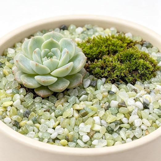 5lbs Natural Gravel Pebbles for Succulents and Cacti, 1/5 Inch Decorative River Stones – Perfect for Vases, Aquariums, Terrariums, and Outdoor Gardening, Mixed Colors (Jade, 5 Pounds)