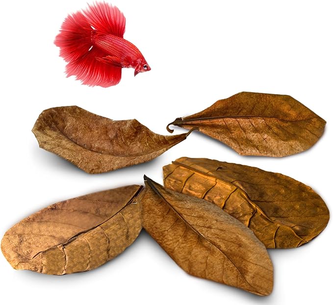 SunGrow Betta Leaves, Beneficial Indian Almond Leaves for Overall Development