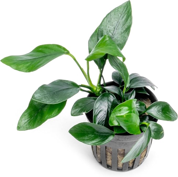 Anubias Live Aquarium Plants - Potted Freshwater Plant for Fish Tanks, Terrariums - Beginner Friendly Low Light (Spear Leaf, 1 Pot)