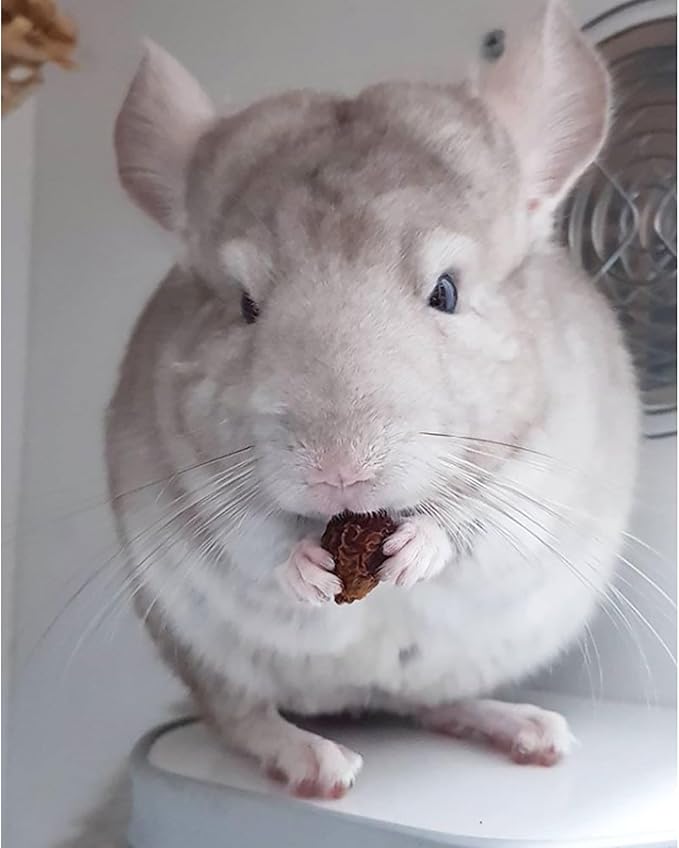 Exotic Nutrition Chinchilla Diet with Rose HIPS 18 lb. - Nutritionally Complete Natural Healthy Pellet Food for Pet Chinchillas